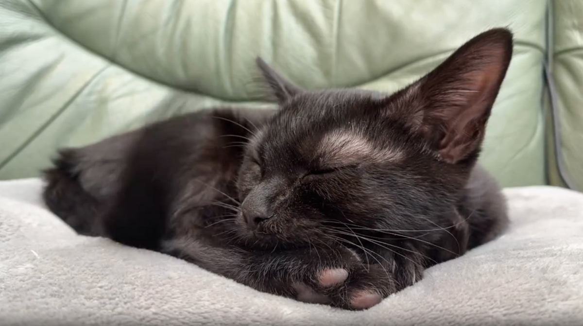 おやすみ中の猫をタイムラプスで撮影してみたら…想定外の『可愛すぎる動き』に１万いいね「他はほとんど動かないのスゴイ」「ピコピコしてるｗ」