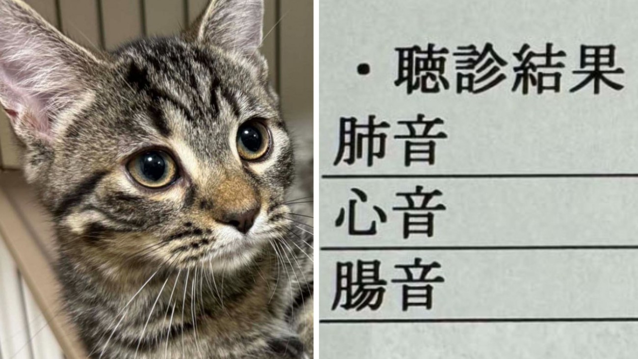 検診にいった猫、『肺と心臓の音が聴こえない』と告げられて…まさかすぎる理由が970万表示の大反響「機嫌よくて草」「仕方ないｗ」