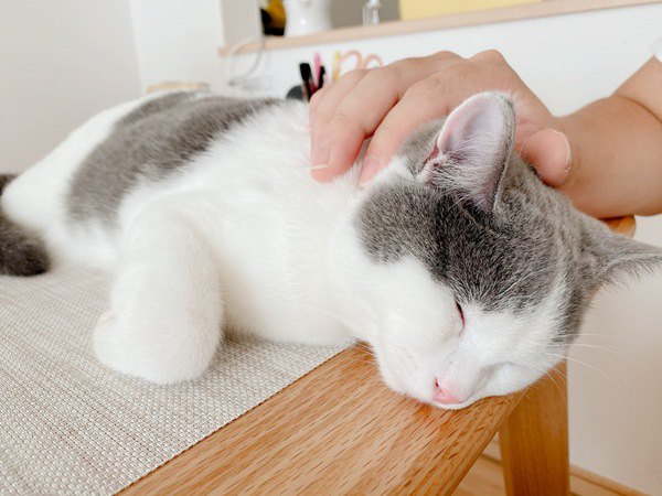 冬休みは愛猫におもてなしするチャンス！飼い主にできる５つのサービス