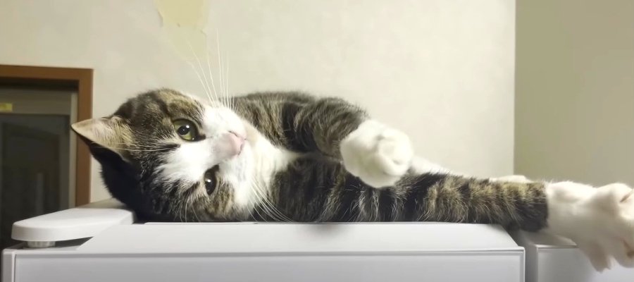 あざとすぎる♡冷蔵庫の上で"かわいい"を見せつける猫さん