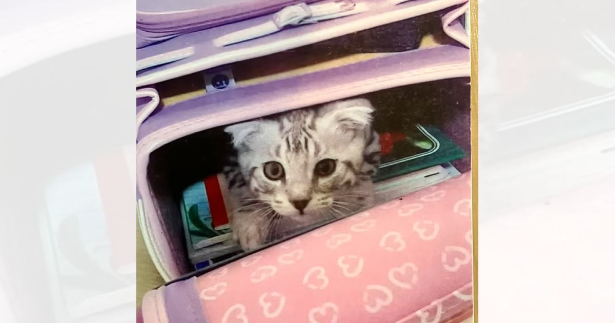 娘が小学校に入学したときは『こんなに小さかった子猫』が、６年後…思わず号泣のビフォーアフターに「素敵すぎる」「涙腺崩壊待ったなし」の声