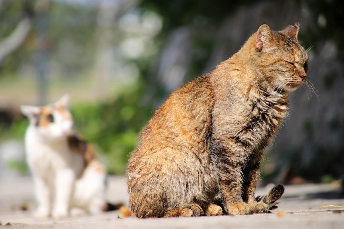 愛猫が『座ったまま寝落ち』してしまう3つの理由　どんなタイプの猫に多く見られる？