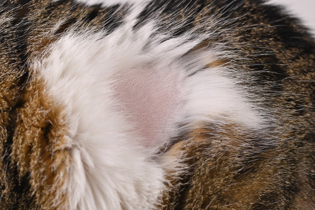 愛猫が『ハゲた』！病気のせい？心因性のもの？考えられる原因5つと対処法