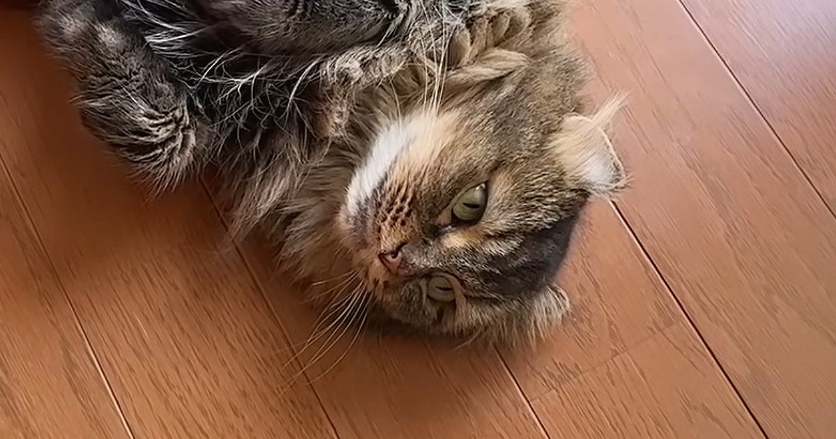 猛暑日、『猫たちの様子』を見ていると…ほっこりする『日常の光景』に癒される人が続出「みんな落ちてて可愛いｗ」「笑いと癒しをありがとう」