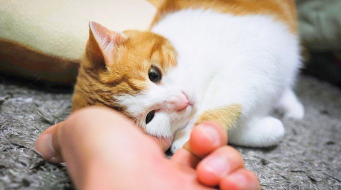 みんなの保護猫物語〜こまちちゃんとの出会い〜