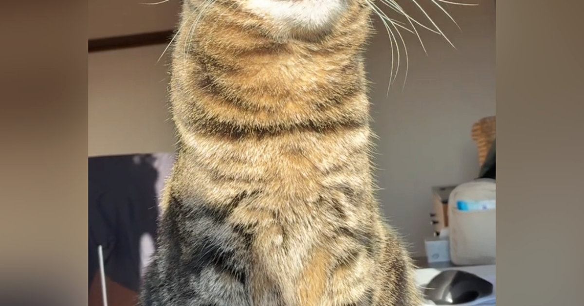 朝日を浴びて日向ぼっこをしていた猫→『表情』を見ると……幸せあふれる『たまらない光景』が28万再生「笑っちゃった」「可愛すぎるｗ」