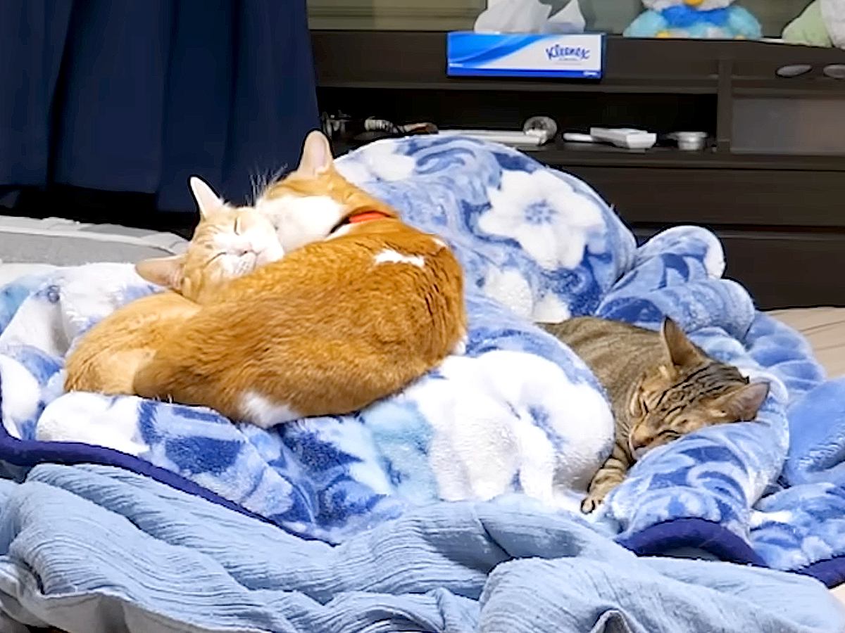 ベッドで寝ている間、５匹の猫はどうしているのか撮影→思わず頬が緩む『夜の過ごし方』に反響「そばにいたいのねｗ」「見どころしかないｗ」