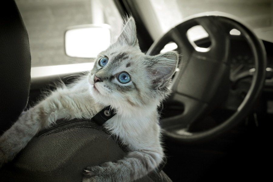 知っておくと便利！猫を乗り物に乗せる時のマナー