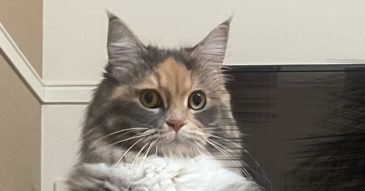 テレビ台の前にいた猫…日付が変わった瞬間に見せた『予想外すぎる行動』に「交信してるねｗ」「人入ってるｗ」「じわじわきた」の声