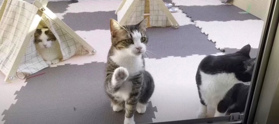 一緒にキャンプ体験する？愛猫ちゃんたちと楽しむベランピング♡