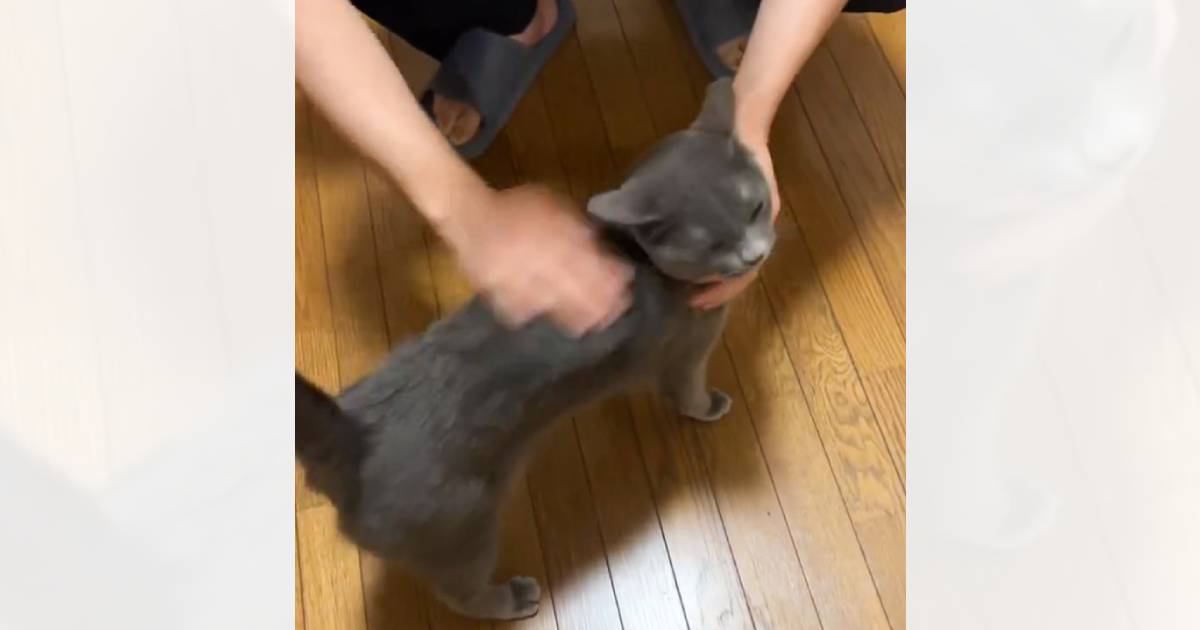 ナデナデがうれしすぎた猫→突然移動し始めたかと思ったら…まさかの『最終形態』が269万表示「ピーンが美しい…」「クリオネコ」と話題