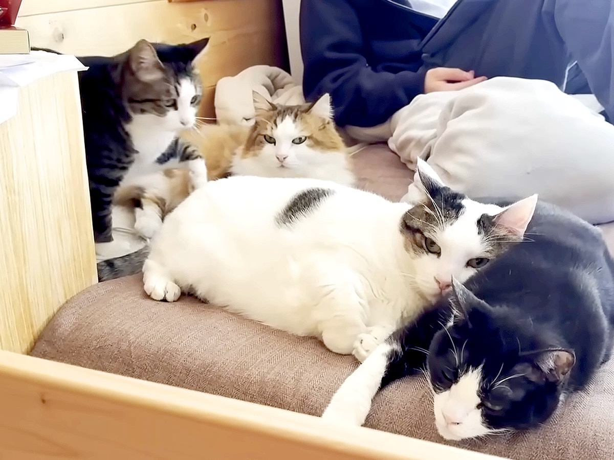 息子さんがベッドにいると、５匹のネコが集まって…想像以上に『愛されている光景』が話題「科学的に解明してほしい」「猫たちから人気すぎ」
