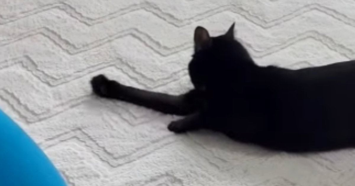 前足を動かしながらカーペットの上を移動する黒猫…『謎の動き』が可愛すぎると32万再生「コンタクト落としたかなｗ」「声出して笑った」