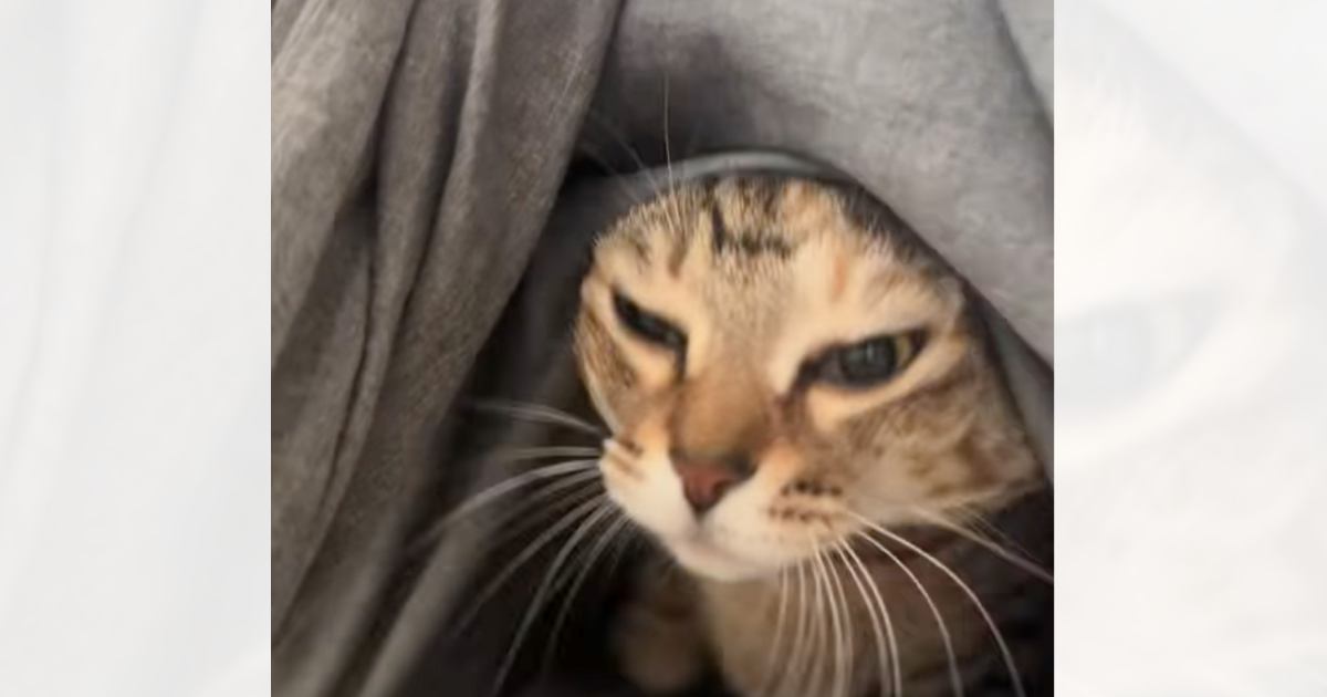 飼い主さんが布団をめくると、猫がでてきて…幸せあふれる『日常のワンシーン』が癒されると250万再生「ブルッが可愛い」「いい音」