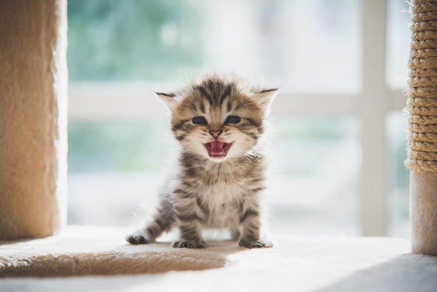 猫が『激しく鳴き続ける』ときに注意すべきこと5つ