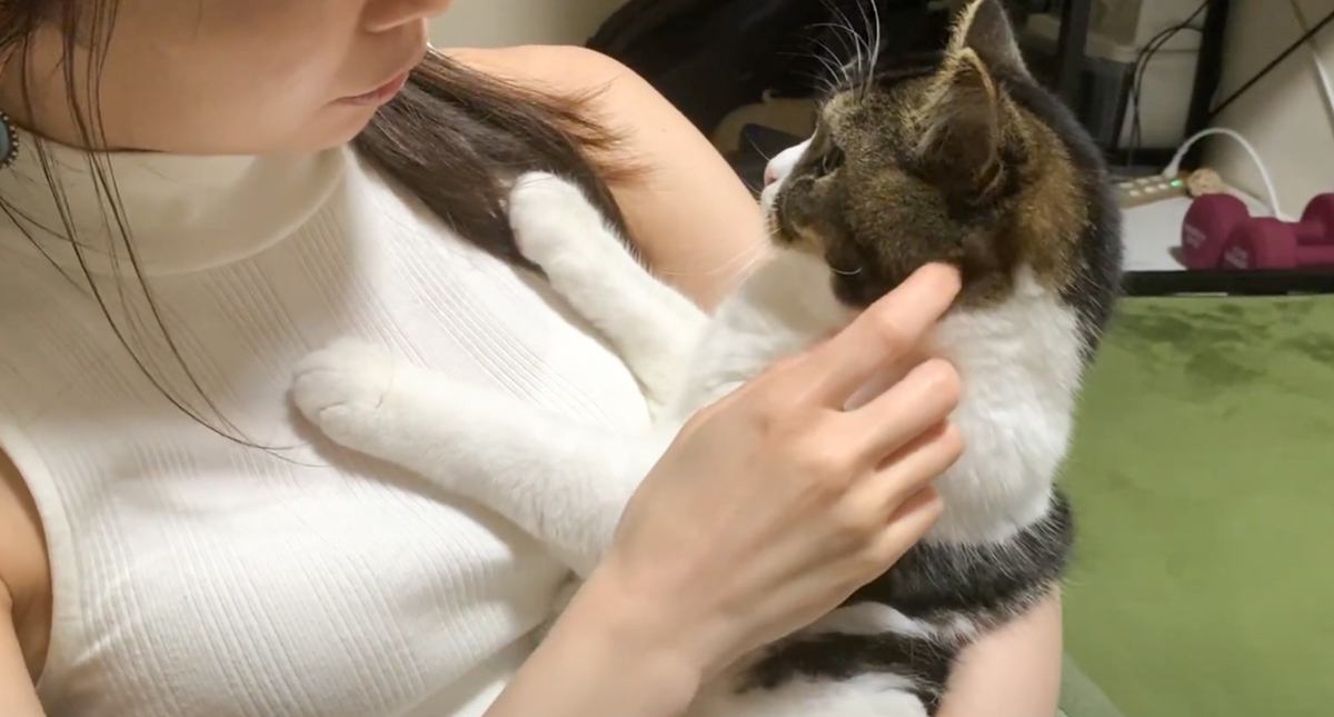 『大きな雷の音にビビった猫』→ママのそばへと行くと……まさかの姿が可愛すぎると29万再生「ママがいてくれてよかった」「怖いよね」