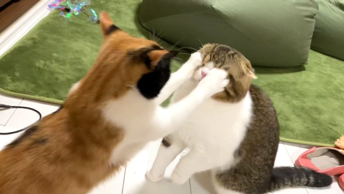 しつこく絡んでくる猫にブチギレた猫が、次の瞬間…思わず吹き出す『まさかの瞬間』が109万再生「全部くらってるｗ」「腹抱えて笑ったｗｗ」