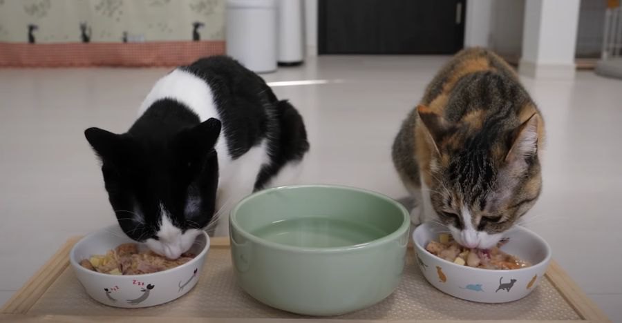 大好物が盛り沢山！2歳の誕生日を迎えた猫ちゃんのお祝い♪