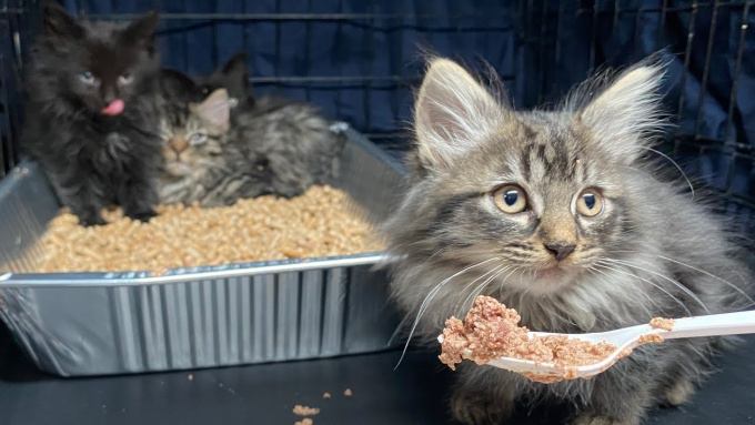 寒空の下で鳴く生後8週間の子猫たち…保護され“家猫”デビューへの一歩を進む！