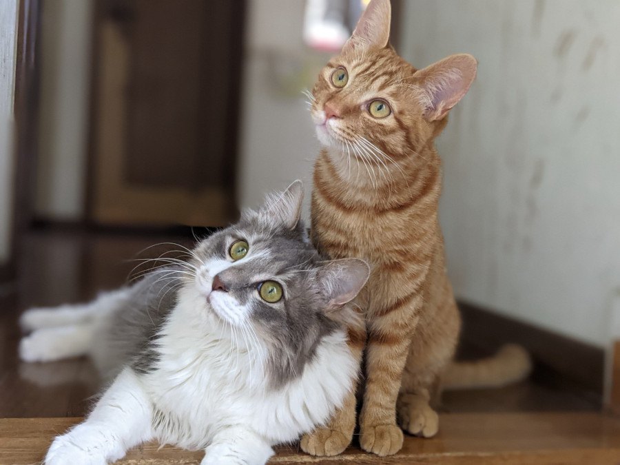 猫が真似しやすい飼い主の『癖＆仕草』5選