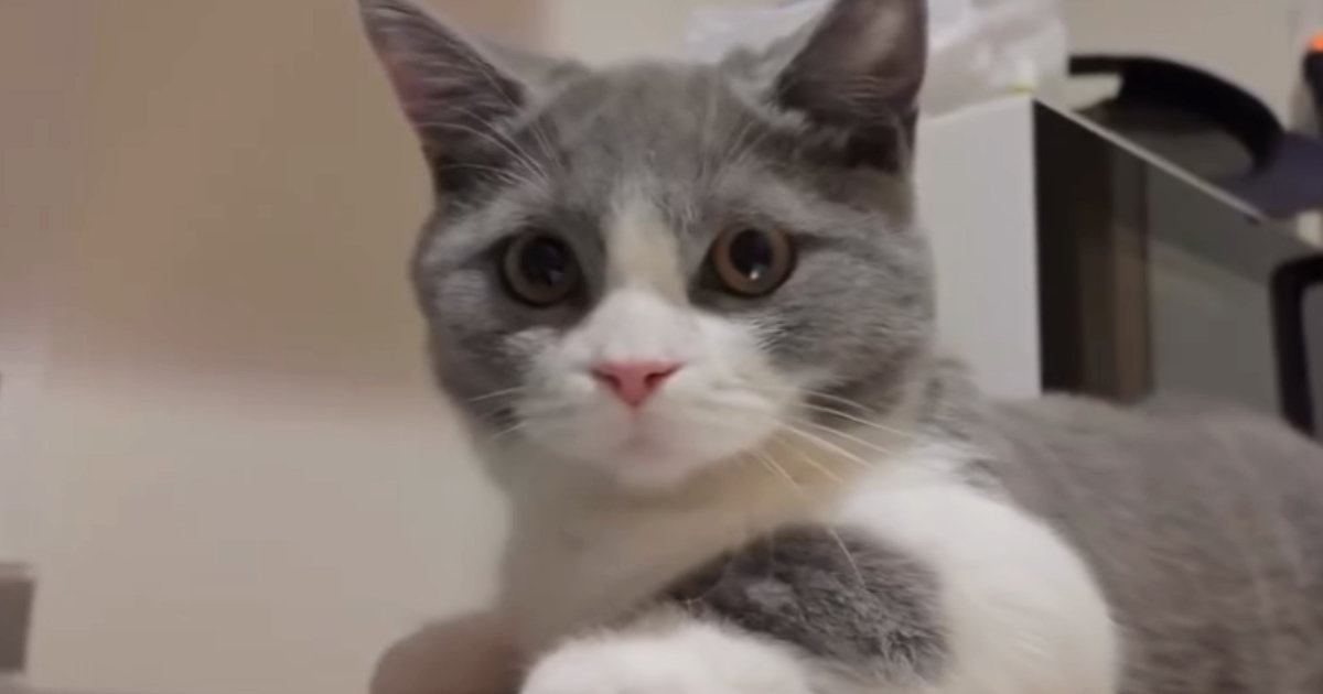 蛇口から出る水が気になる猫→シンクに移動しようとした次の瞬間…予想外の『橋ができあがる瞬間』に「しんどくないのかなｗ」「すごい器用」