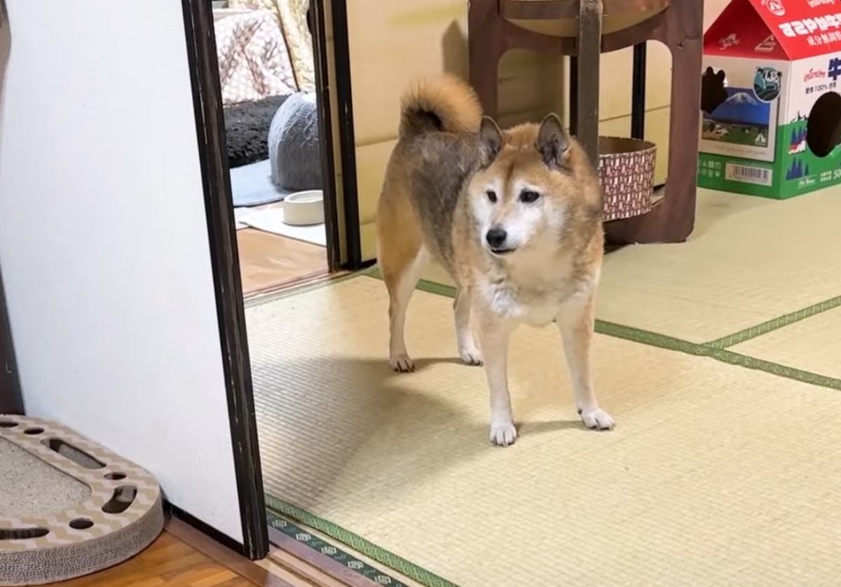 散歩から帰宅した柴犬→猫たちがお出迎えしてくれるかと思ったら…『予想外の展開』に笑顔になる人続出「優しいね」「幸せな空間」