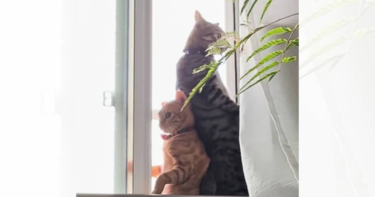 お気に入りの場所を取り合う『兄弟猫』を見ていると…まさかの『素敵すぎる光景』に「アイドルのMVみたいｗ」「なんの撮影会だろうｗ」と反響
