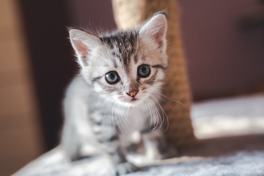 飼い主の疲れが吹っ飛ぶ猫の可愛い仕草10選