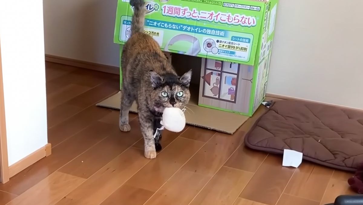 ひとりぼっちになって『寂しくなった猫』の行動が…まさかの『可愛すぎる姿』が12万再生「一緒に居たいが伝わる」「癒やされた」の声