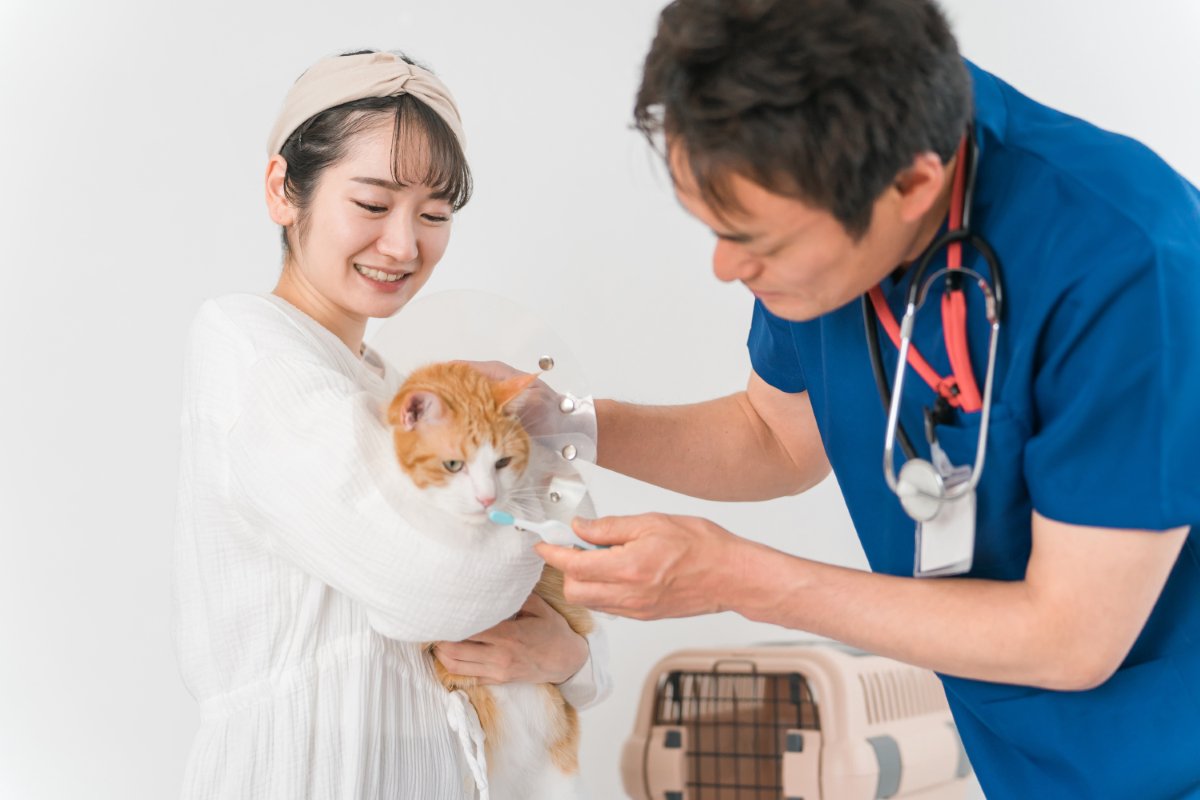 猫が『入院することになる』4つの原因　治療や検査が必要なケースとは？備えておきたいことも