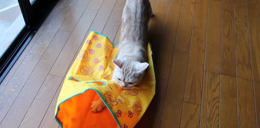 シャカシャカ袋にズザーッ♪穴を覗いて猫パンチ！