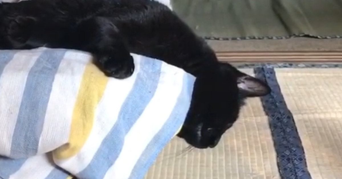 『ソファでだらけている黒猫』を見守っていたら…まさかの展開に爆笑の声「油断しすぎで笑った」「猫って思ってる以上に長いｗ」と25万再生