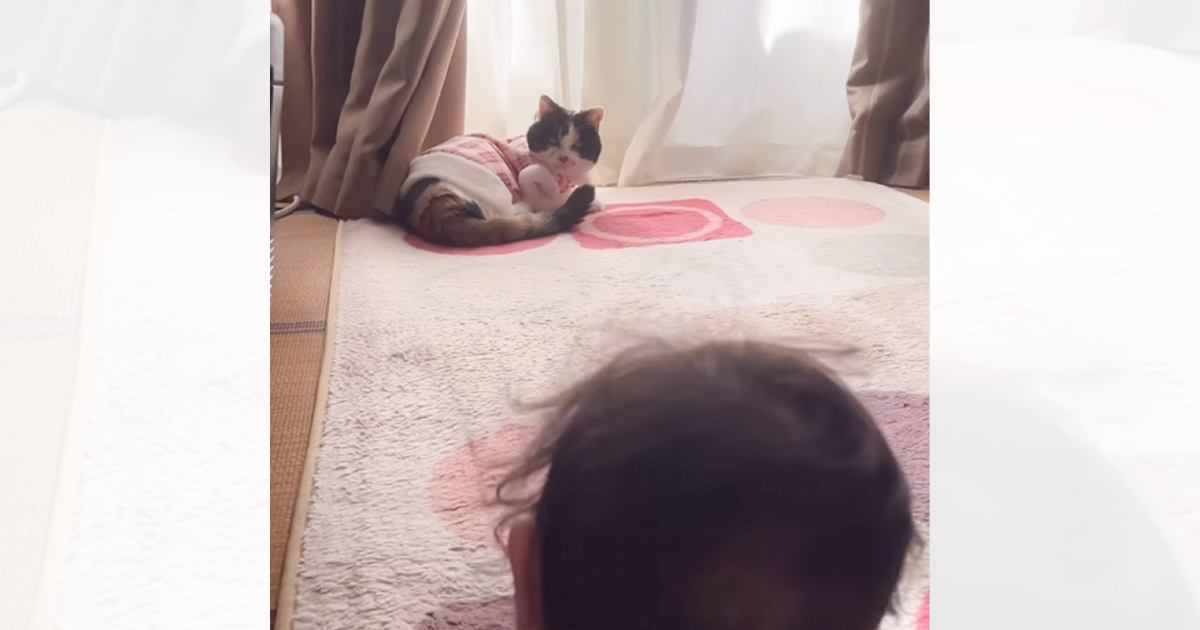 19歳の長寿猫→赤ちゃんが絡んできたときの『対応』が…微笑ましいやり取りの様子が癒されると61万再生「素晴らしい教育ｗ」「なんて優しさ」
