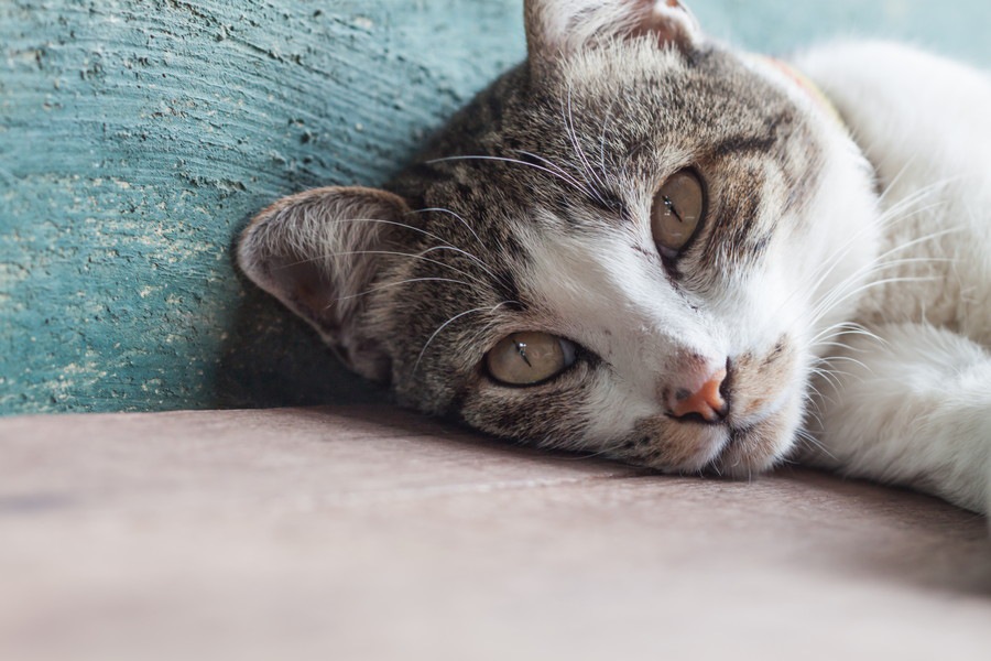 猫の手作りおやつのススメ！意外と簡単で安いんです