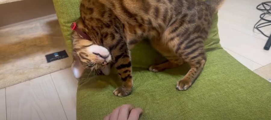 「私のものでーす！」パパさんのイスを気に入ってしまった猫ちゃん