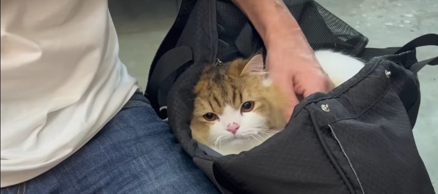 渋い表情で病院へ…！待合室でおっかなびっくりな猫ちゃん