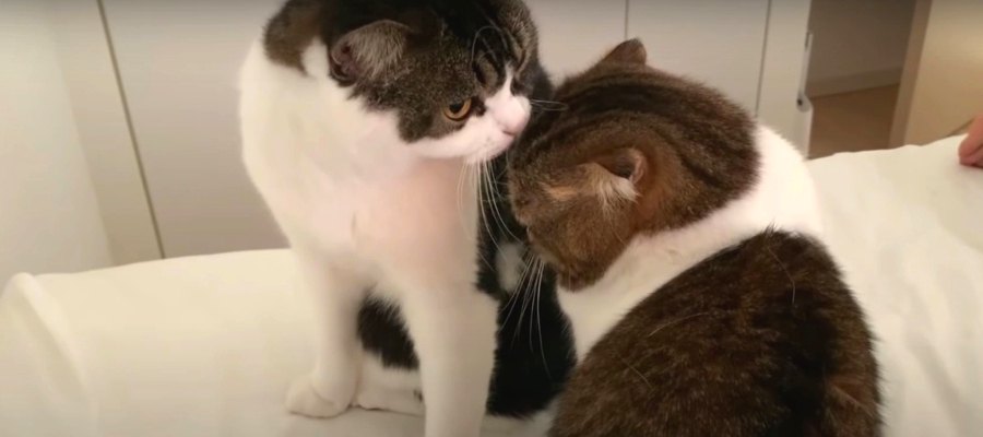 飼い主さんを起こしたいパパ猫さん！息子猫くんに相談したら…