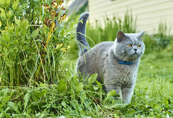 猫のマーキングは去勢避妊手術や生活環境で改善できる！