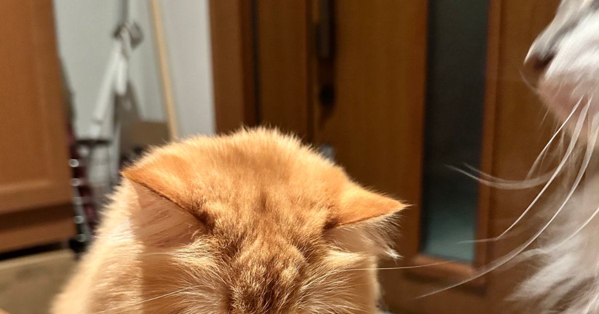 『お母さん遅くなるよ』と猫に伝えたのに、玄関で……心がきゅっとなる瞬間に14万いいね「なんて健気なんだ…泣」「抱きしめたくなる」