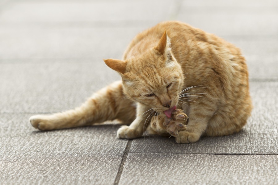 猫の換毛期になる時期の手入れや対処法について