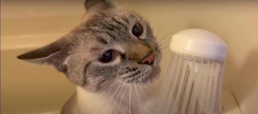 シャワーのお水が飲みたくて催促するおちゃめな猫ちゃん