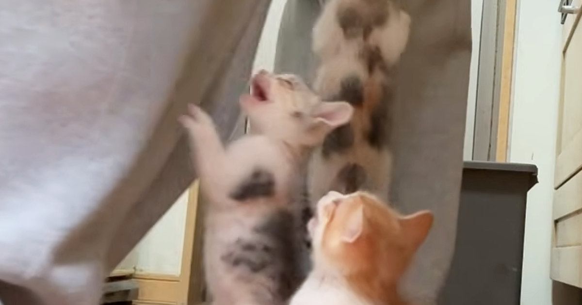 元気いっぱいな子猫たち→『ごはんの準備』を始めると、足元に大集合…微笑ましい光景に「みんな元気でいいねｗ」「登ってくるよね」の声