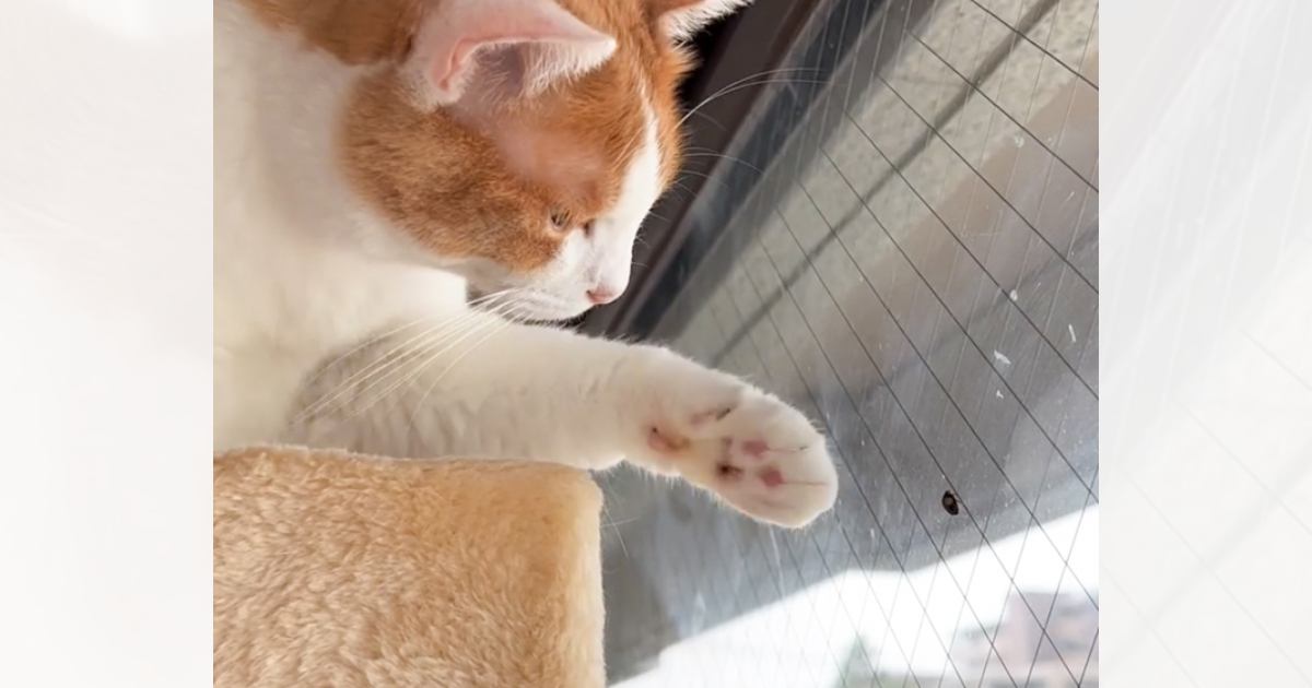 窓にくっついている虫に気づいた猫→そっと前足を伸ばして……思わずキュンとする瞬間が193万再生「猫生何回目だろう」「種を越えた友達」