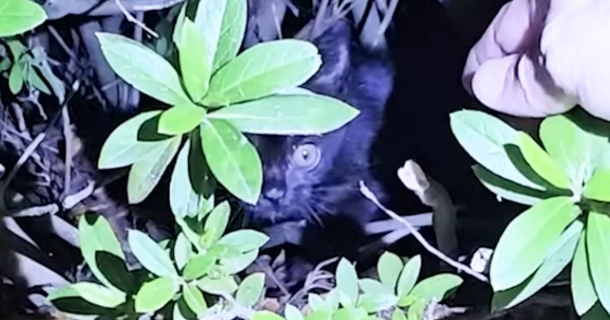 小さく幼い体で"痛みに耐えながらご飯を食べていた"保護猫…6ヵ月半の闘病記録に反響続々「壮絶な痛みを想像したら涙」「よく頑張ったね」
