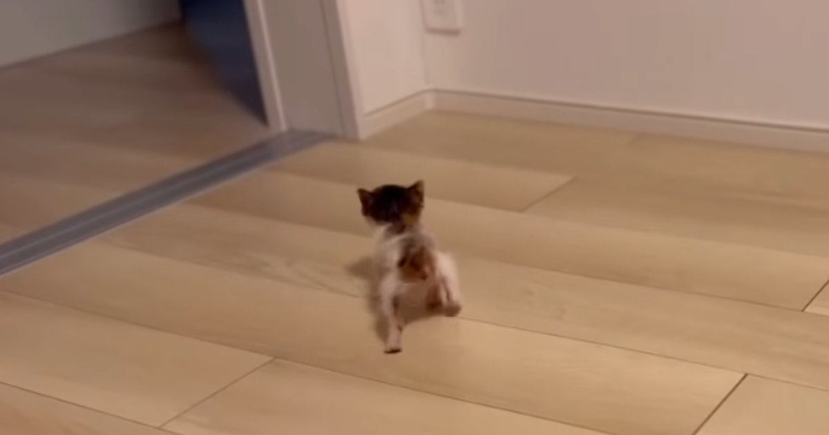 お部屋を歩き回る『生後1か月の小さな子猫』を見守った結果…尊すぎる光景が52万再生「ガニ股よちよちｗ」「語彙力失った」と悶絶の声