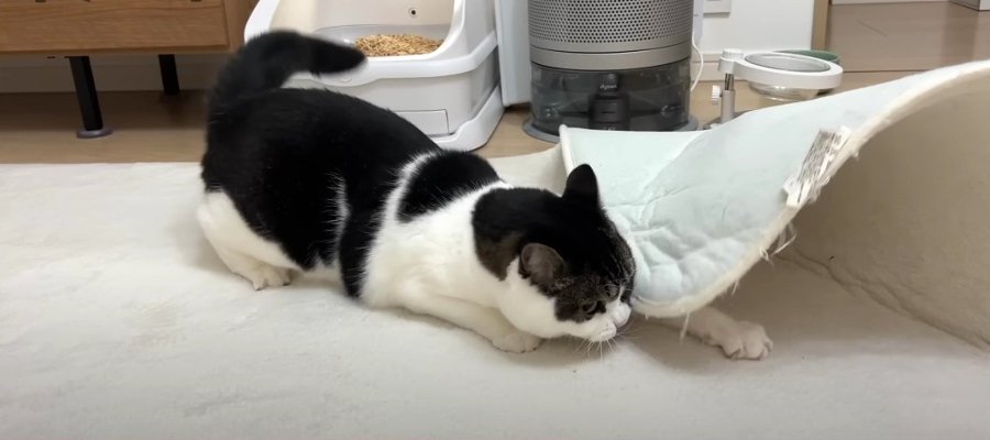 雨の日だって元気いっぱい！カーペットを使って大暴走する猫くん