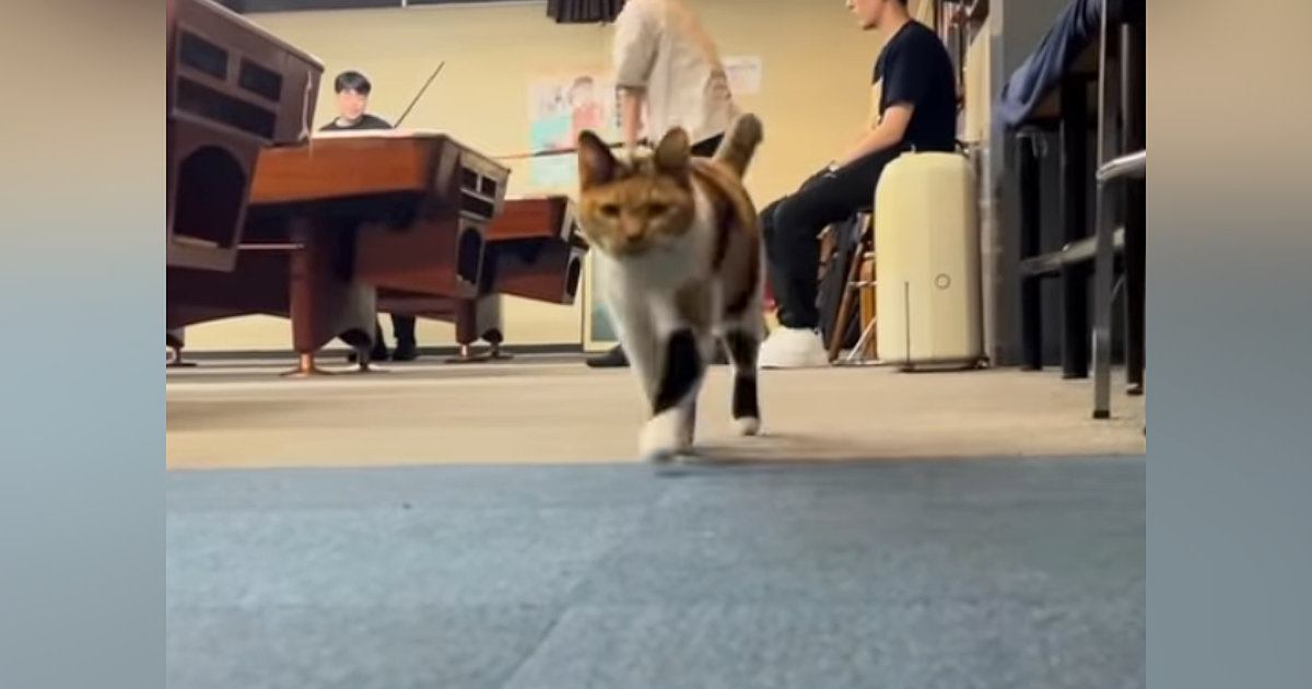 軽快なステップで駆け寄ってくる猫→目の前まで来ると…あまりにも可愛い『動き』が122万再生「叫んでしまった」「芸術点が非常に高い」