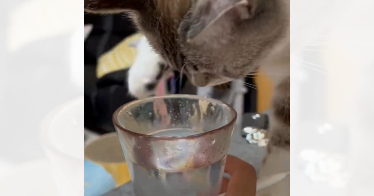 『水をさわって遊ぶ猫』を見ていると……飼い主さんに見せた『可愛すぎる行動』に3万いいねの反響「たまらん！」「ずっと見ていられる」
