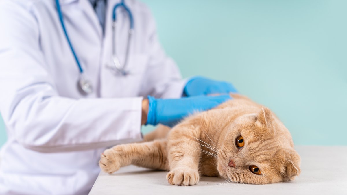 猫の『免疫力が下がっている』ときに表れるサイン5つ　起こりうるトラブルや向上させるための改善策まで
