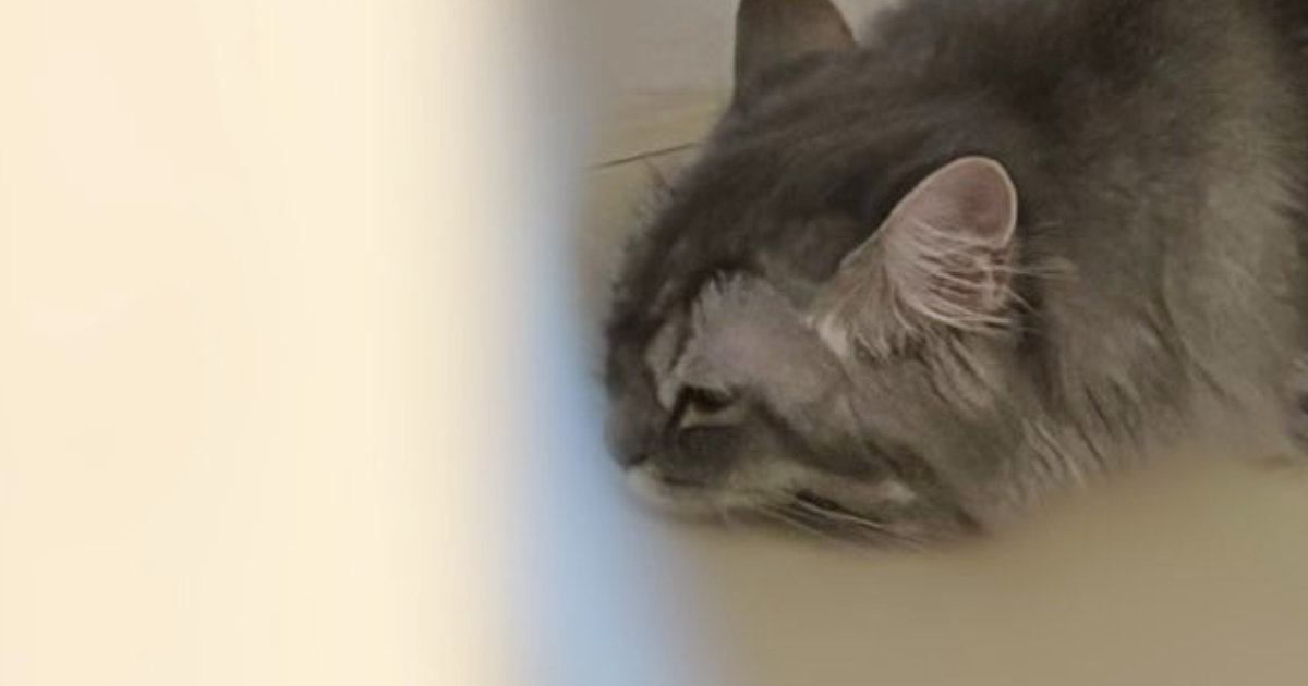 『猫を飼っていて嬉しい瞬間』をSNSに投稿したら…698万表示された尊い光景に「可愛くて涙が出てくる」「分かりみが深すぎる」の声